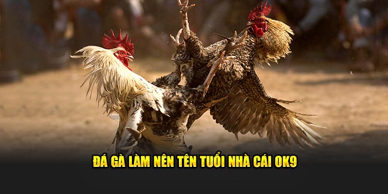 Đá gà làm nên tên tuổi nhà cái OK9